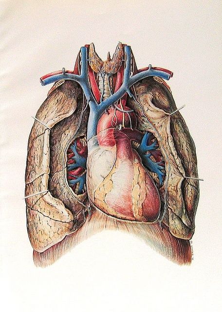 Heart and lungs Heart Medical Illustration, A Human Heart, Human Heart Anatomy, Anatomy Illustration, The Human Heart, Heart Anatomy, Human Body Anatomy, Heart And Lungs, Heart Illustration