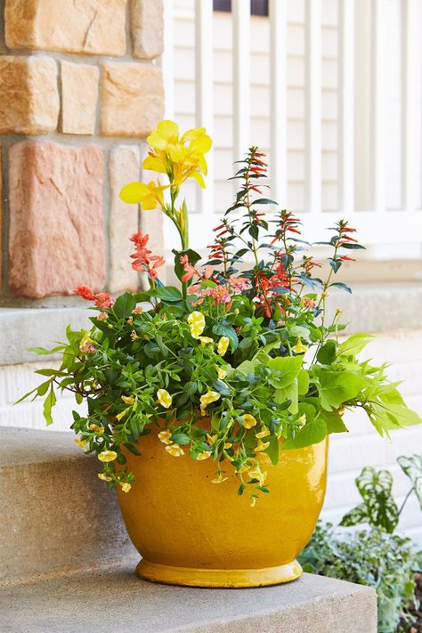 Choosing the right pot size and selecting low-maintenance outdoor plants to suit your space goes a long way toward achieving an easy-care container garden. These tips and ideas will help you choose beautiful, easy-care container plants. Plants For Containers, Canna Flower, Japanese Painted Fern, Container Garden Design, Container Planting, Sun Loving Plants, Flower Containers, Asparagus Fern, Container Gardening Flowers