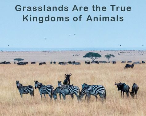 Sealed Ecosystem, Savannah Biome, Grassland Ecosystem, Types Of Ecosystems, Grassland Biome, African Animals, Animal Kingdom, Savannah Chat, Animals