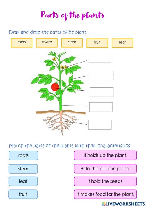 Plants online exercise for grade 5. You can do the exercises online or download the worksheet as pdf. Evs Worksheet, Energy Quiz, Parts Of The Plant, States Of Matter Worksheet, Plants Worksheets, Biology Revision, Plant And Animal Cells, Matter Worksheets, Hindi Story