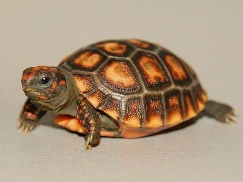 Red Footed Tortoise, Box Turtles, Tortoise Diet, Land Turtles, I Like Turtles, Russian Tortoise, Tortoise Care, Sulcata Tortoise, Giant Tortoise