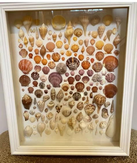 Display For Seashells, Shark Eye Shell Craft, Beach Shells Display, Sea Shell Shadow Box Ideas, Framed Shell Art, Seashell Shadow Box Ideas, How To Display Sea Shells, Shell Organization, What To Do With Sea Shells