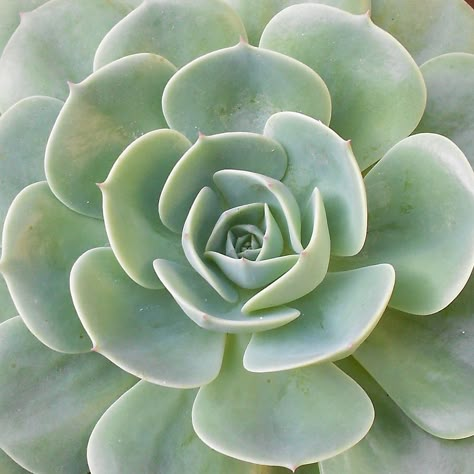 Aesthetic Succulents, Succulent Aesthetic, Pastel Green Aesthetic, Light Green Aesthetic, Sage Aesthetic, Mint Aesthetic, Green Inspo, Succulent Painting, Sage Green Aesthetic