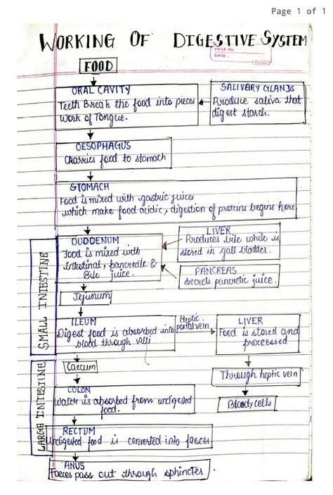 Science Digestive System Notes, Digestive System Flow Chart, Biology Digestive System Notes, The Digestive System Notes, Human Digestive System Notes, Digestive System Notes Aesthetic, Digestion Diagram, Digestive System Notes, Gcse Motivation