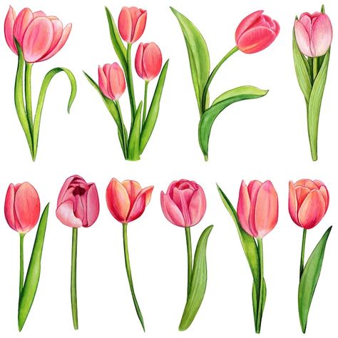 One Flower Drawing, How To Paint Tulips, Tulips Flowers Drawing, Tulip Drawings, Draw Tulip, Drawing Tulips, Tulip Watercolor Painting, Drawn Tulips, How To Draw Tulips