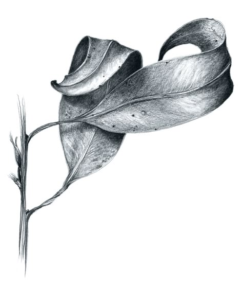 Nature Sketches, Leaves Sketch, Pencil Shading, Flower Sketches, Leaf Drawing, White Drawing, Still Life Drawing, Nature Drawing, Graphite Drawings