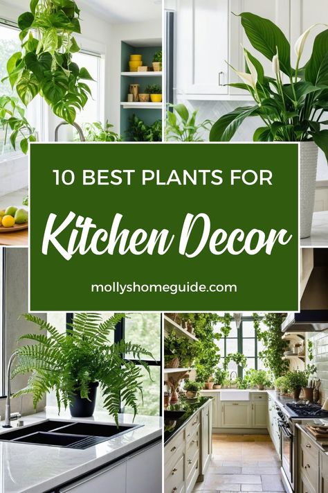 Discover the best indoor plants for your kitchen with our indoor gardening ideas. Create a vibrant herb garden or choose houseplants that need zero sunlight. From the best plants to clear your kitchen air to hard-to-kill varieties, our indoor plant care guide has you covered. Enjoy the benefits of air-cleaning plants and grow the best herbs indoors effortlessly. Elevate your space with these top choices today! Indoor Plants In Kitchen Ideas, Kitchen Counter Plants Decor, Indoor Plants Decor Kitchen, Houseplants In Kitchen, Kitchen Island Plant Decor, Hanging Herbs In Kitchen Window, Plants In Kitchen Decor, Plants Above Kitchen Island, Indoor Kitchen Plants