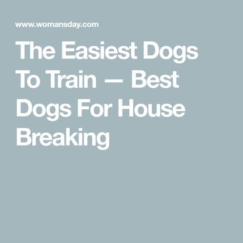 The Easiest Dogs To Train — Best Dogs For House Breaking When Visiting My House Dog, How To House Train A Puppy Fast, How To Train Your Dog To Stay, How To House Train An Older Dog, Train Dog To Stop Barking, Smartest Dogs, Dog Bread, Toy Dog Breeds, Easiest Dogs To Train