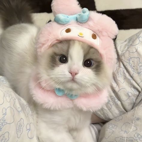 Cute cat,pink,cute cat in pjs,cute my melody cat pj,pink cat,my melody hat,hat,cat wearing a hat,cute,pink,adorable cat,pfp, Aesthetic Kitty Pfp, Cat Pics Cute, Cat In A Sweater, Wallpapers Cat, Cute Kitten Pics, Cats Pfp, Cute Cat Photos, Kitten Pics, Cats Anime