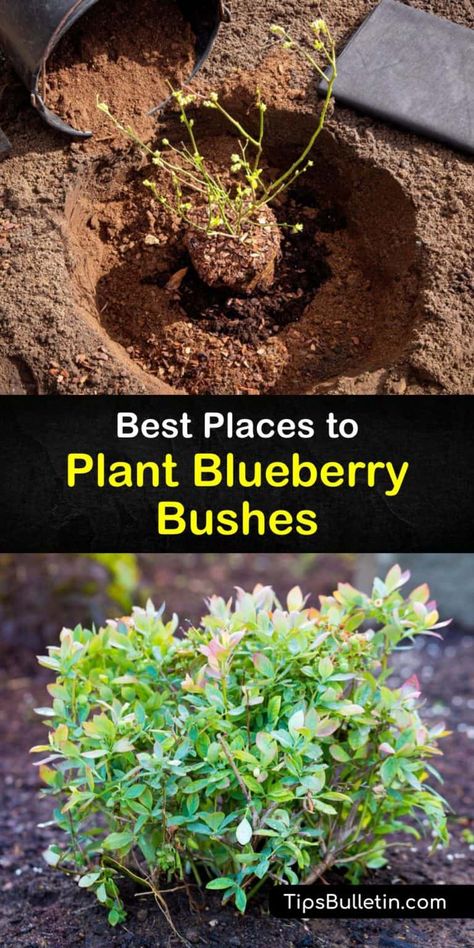 Where to Grow Blueberries - Best Blueberry Plant Locations Blueberry Shrub Garden, Blueberry Landscape Design, When To Plant Blueberry Bushes, Blueberry Bushes In Landscaping, Blueberry Soil Prep, Planting Berry Bushes, Blueberry Planting Ideas, Blueberry Growing Tips, Landscaping With Blueberry Bushes