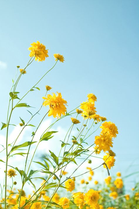 Yellow flowers 1 | Flickr - Photo Sharing! Colorful Roses, Trendy Flowers, Mellow Yellow, Flowers Nature, Beautiful Blooms, Love Flowers, Flower Wallpaper, Flowers Photography, Pretty Flowers