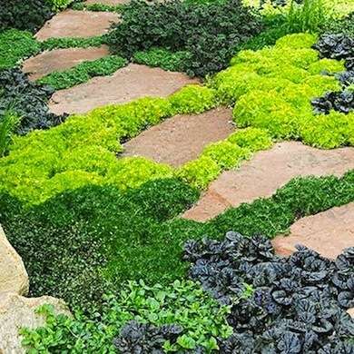 Low Maintenance Backyard, Lawn Alternatives, Plants Growing, Stone Path, Landscape Designs, Ground Cover Plants, Have Inspiration, The Secret Garden, Garden Pathway