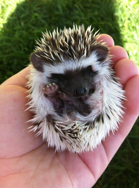 91 Cute Baby Hedgehogs Ideas Baby Hedgehog Cute Babies Cute