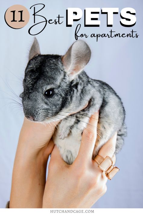 Are you looking to get a pet but have a small home or apartment? Here are 11 of the BEST pets for apartments and small homes! I small pets I small pets for small spaces I best small pets I which small pet to get I low matience pets I easy to care for pets I #smallpets #pets Best Pets For Apartments, Cute Small Pets To Have, Low Maintenance Pets For Adults, Best Pets To Have, Apartment Pet Ideas, Pets To Get, Easy Pets To Take Care Of, Small Pets To Own, Animals To Have As Pets