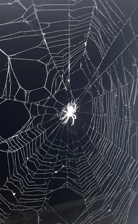 Glowing Spider Web, Spiders Aesthetic Dark, Spider Aethstetic, Cute Spider Aesthetic, Real Spider Web, Spider Core Aesthetic, Spider Art Aesthetic, Spider Sona Aesthetic, Spidercore Aesthetic