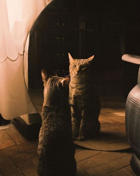 SARA LATIF on Instagram: "Mirror, mirror on the wall, who’s the fairest of them all? [1-3] choose your fav! ✨🎞️ #portra400" Cat Reflection, Bodega Cat, Kodak Gold 200, The Fairest Of Them All, Kodak Gold, Analog Photography, Fairest Of Them All, Mirror Mirror On The Wall, Mirror On The Wall