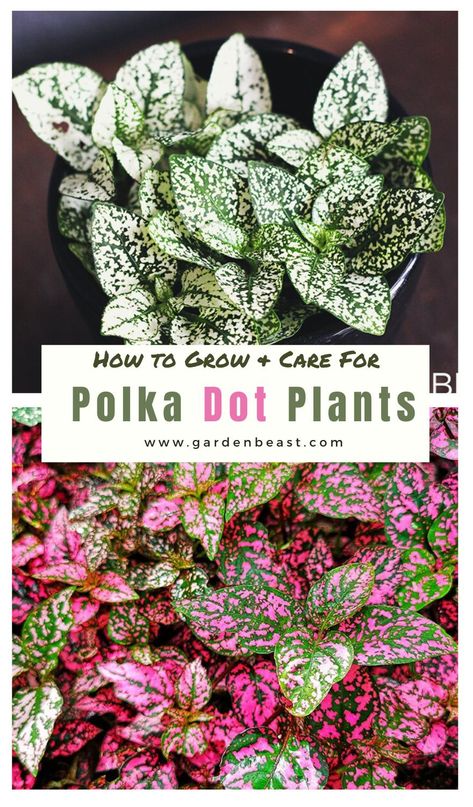 Read our complete guide to the Polka Dot plant for everything you will ever need to know! Tips for planting and caring for Polka Dot Plants | polka dot plant care | indoor polka dot plant | outdoors polka dot plants | polka dot plant propagation | polka dot plant container | hypoestes phyllostachya care | pink hypoestes phyllostachya #hypoestesphyllostachyahouseplant #polkadotplant Polka Dot Plant Propagation, Hypoestes Plant, Polka Dot Plant Care, Pink Polka Dot Plant, Wedding Decorations Garden, Flowering Plum Tree, Hypoestes Phyllostachya, Garden Plants Ideas, Plants Guide