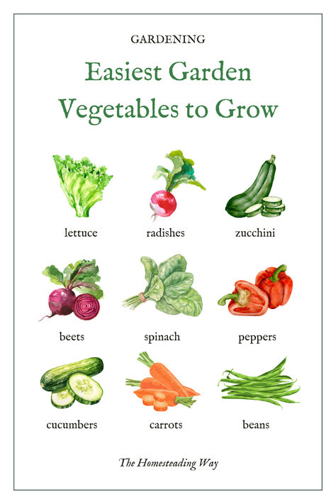 Easiest Garden Vegetables to Grow for Beginners How To Start A Vegetable Garden For Beginners, Beginners Guide To Gardening, Best Vegetables To Grow For Beginners, Easiest Food To Grow, Easy Beginner Garden, Beginner Gardening Vegetables, How To Start A Garden For Beginners, Italian Vegetable Garden, Garden Vegetables To Grow