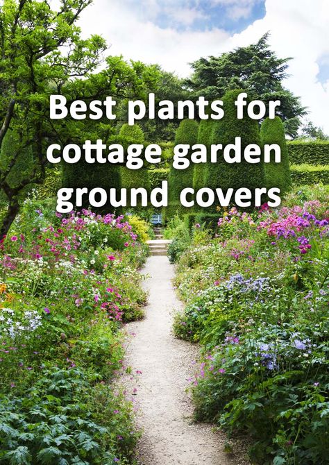 In order for cottage garden borders to look their best they must have a good combination of planting types. Groundcover plants provide low growing delight to the front of borders. Here I list 10 of the best groundcover plants for cottage gardens. Landscape Plant Ideas, Garden Boarders Ideas, Boarder Plants, Garden Border Plants, Cottage Garden Plan, Small Cottage Garden Ideas, Cottage Garden Borders, Cozy Garden, Flower Borders