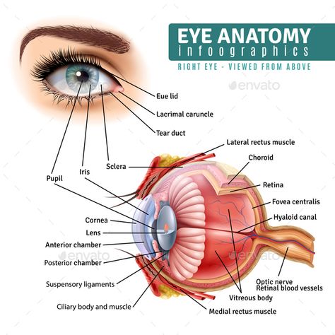 Human eye anatomy infographics with outside view and organ inside structure on white background realistic vector illustration Eye Structure, Eye Anatomy, Eye Facts, Eye Pain, Parts Of The Eye, Biology Facts, Human Body Anatomy, Realistic Eye, Human Anatomy And Physiology