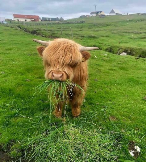 Fluffiest Cow Cow Character, Cow Eating, Random Animals, Wholesome Stuff, Fluffy Cows, Pet Ideas, Baby Cow, Baby Animals Pictures