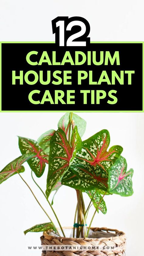 how to grow and care for caladium house plants Indoor Plants Australia, Caladiums In Pots, Tropical Plants Outdoor, Indoor Jungle Houseplant, Caladium Care, Caladium Garden, House Plants Aesthetic, Tropical Plants Indoor, Caladium Plants