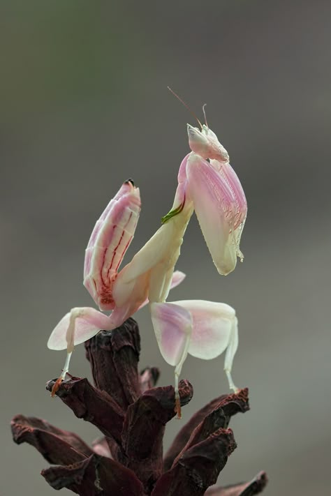 Orchid Mantis, Nature Aesthetics, Cool Insects, Cool Bugs, Beautiful Bugs, Praying Mantis, Creepy Crawlies, Arthropods, Pretty Animals