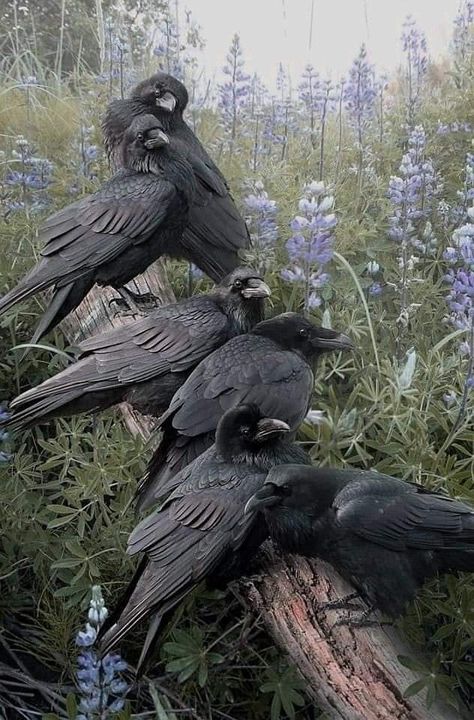 Dark Aesthetics, Black Birds, Raven Art, Crows Ravens, The Crow, Pretty Animals, Animal Photo, Ravens, Woodland Animals