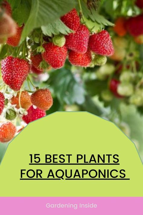 Plants For Aquaponics, Best Plants For Aquaponics, Classroom Aquaponics, Small Scale Aquaponics Diy, Fish Hydroponic Gardening, Aqua Ponics Diy, Aqua Ponics, Aquaponics Diy How To Build, Diy Aquaponics System