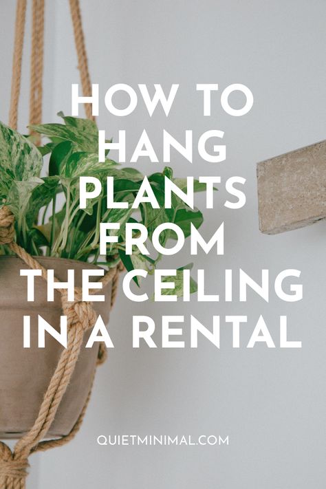 Plants From Ceiling, Ceiling Plant Hanger, Hang Plants From Ceiling, Ceiling Hanging Decor, Hanging Plant Ideas, Hang Plants, Plants For Indoors, Hanging Indoor Plants, Indoor Plant Wall