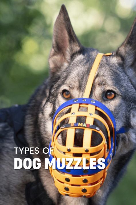 Worried about your dog's behavior? Looking for a muzzle to keep everyone safe? Learn about the six types of dog muzzles and their purposes to make an informed decision!

Get to know specialized muzzles like agitation muzzles for bite-risk dogs and bite-proof muzzles for vet visits and high-stress situations. Gain insights into often misclassified muzzles and the importance of using the right material. Dog Muzzles, Dog Muzzle, Types Of Dogs, Dog Behavior, The Dogs, Dog Owners, Some Fun, Dog Lovers, Dogs