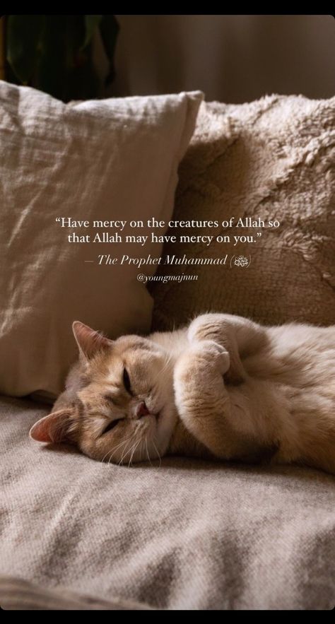 Cats In Islam Quotes, Islamic Morning Quotes, Mohammad Saw Prophet Muhammad Quotes, Hadith Quotes Prophet Muhammad, Muhammad Saw Quotes, Mohammed Quotes, Sunnah Of Prophet Muhammad, Mercy Quotes, Muhammad Prophet