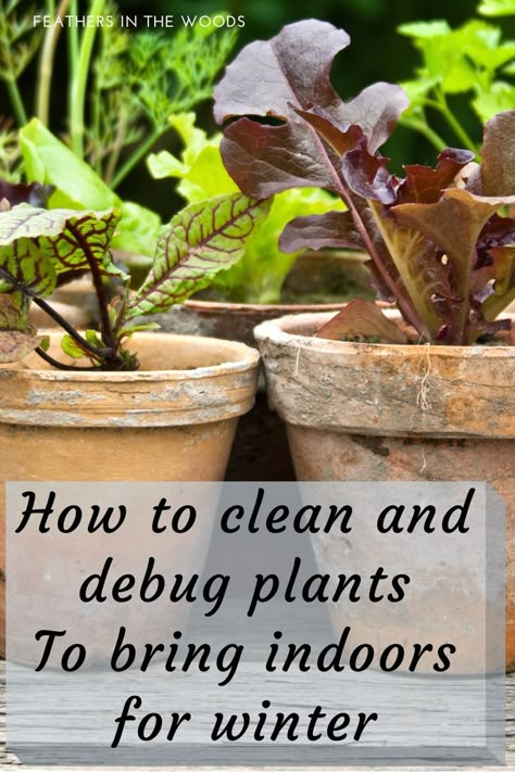 Bringing Outdoor Plants Inside, When To Bring Plants Indoors, Gardening Inside, Winterize Plants In Garage, Indoor Winter Plant Storage, Indoor Winter Garden, Winter Patio Ideas, Winterizing Plants, Indoor Apartment Garden