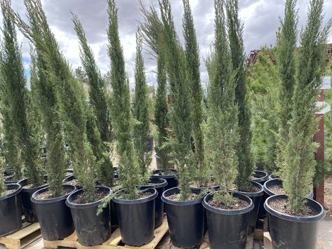 How to Grow Italian Cypress Trees in Containers | Hunker Italian Cypress Trees In Pots, Italian Cypress In Pots, Italian Cypress Landscaping, Cypress Plant, Italian Cypress Trees, Texas Trees, Cyprus Trees, Trees In Containers, Portugal House