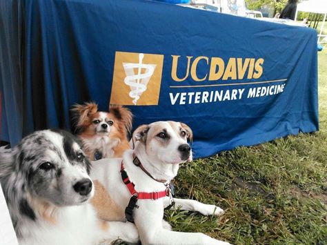 Uc Davis Vet School, Vet School Motivation, Veterinarians Medicine, Veterinary School, Vet School, Dream Career, Veterinary Medicine, Dream College, Career Goals