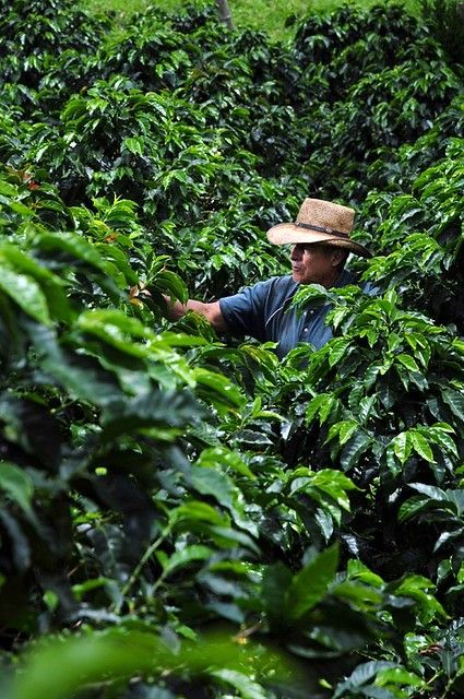 Guatemala Coffee, Colombia Culture, Brazil Coffee, Coffee Farmers, Honey Coffee, Mexican Coffee, Coffee History, Colombian Coffee, Farm Photography