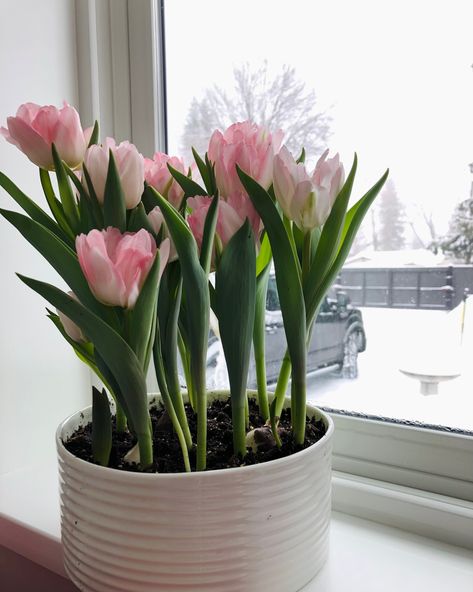 Potted Flowers Indoor, Tulips Indoors, Tulip Plants, Tulip Growing, Growing Bulbs Indoors, How To Grow Tulips, Potted Tulips, Grow Tulips, Bulb Forcing