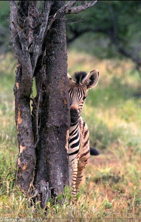 Beautiful baby zebra Baby Zebra, Animal Pics, Animal Photos, Cute Animal Pictures, Donkeys, Sweet Animals, Giraffes, Animal Planet, Amazing Animals