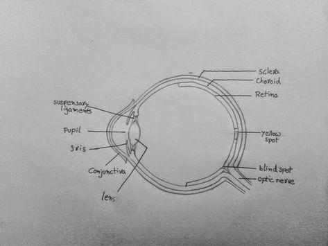 DRAW IT NEAT : How to draw human eye section Drawing Biology, Human Eye Diagram, Human Eye Drawing, Eye Diagram, Biology Drawing, How To Draw Human, Biology Diagrams, Learn Biology, Medical Drawings