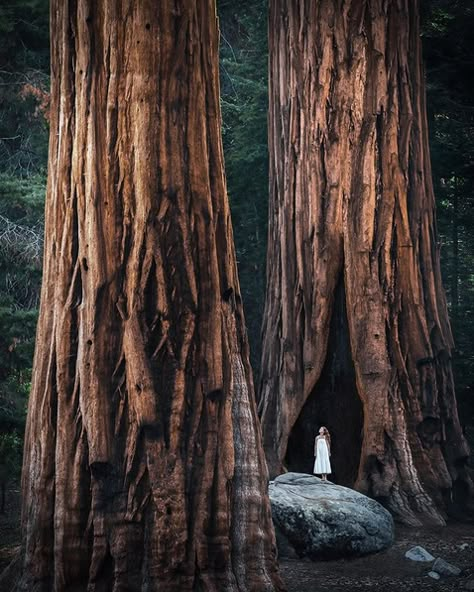 20 epic images of redwoods and giant sequoia | Save the Redwoods League Sequoia Forest, Sequoia National Park California, Giant Sequoia Trees, Coast Redwood, Sequoia Tree, Redwood Tree, National Park California, Redwood Forest, Old Faithful