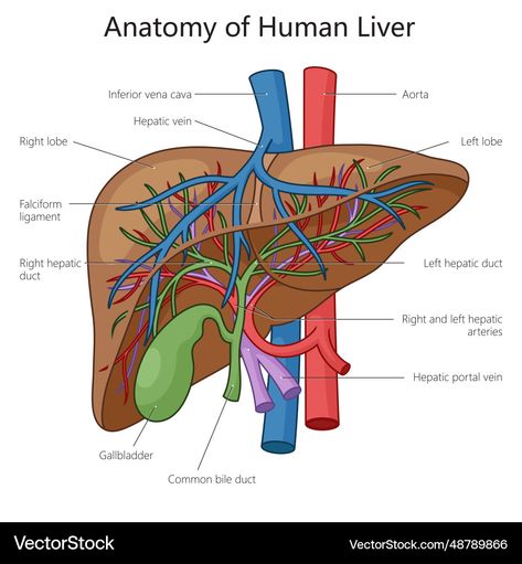 Liver Diagram Anatomy, Liver Diagram, Spleen Anatomy, Liver Illustration, Human Liver Anatomy, Anatomy Clipart, Anatomy Structure, Liver Anatomy, Science Vector