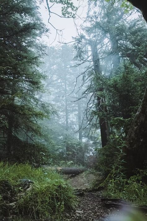 A path through a dense forest on a foggy day photo – Free Jungle Image on Unsplash Dence Forest, Jungle Image, Ground Photography, Forest Ground, Jungle Images, Dark Holes, Dark Forest Aesthetic, Pumpkin Images, Dense Forest