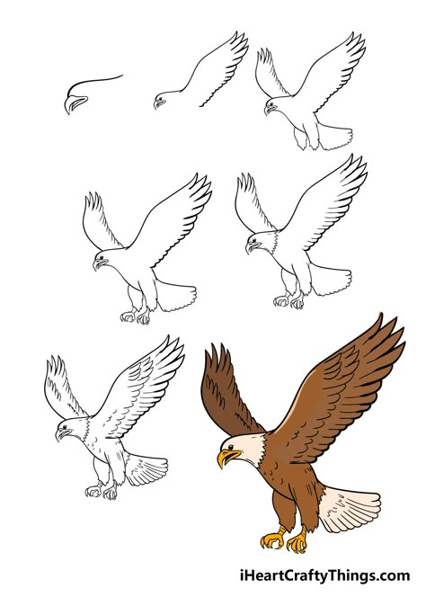 How To Draw A Egale Step By Step Easy, How To Draw A Hawk Step By Step, Eagle Step By Step Drawing, How To Draw A Bald Eagle, How To Draw A Phoenix Bird Step By Step, Drawing An Eagle, How To Draw An Eagle Step By Step, How To Draw Eagle, How To Draw An Eagle