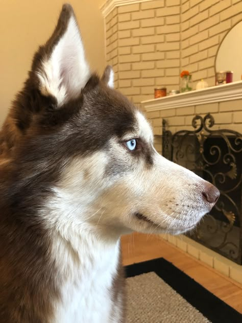 Dog Head Angles, Husky Profile Picture, Husky Drawing Reference, Husky Side View, Dog Side Profile Drawing, Dog Profile Pic, Animal Side Profile, Husky Reference, Husky Fursona