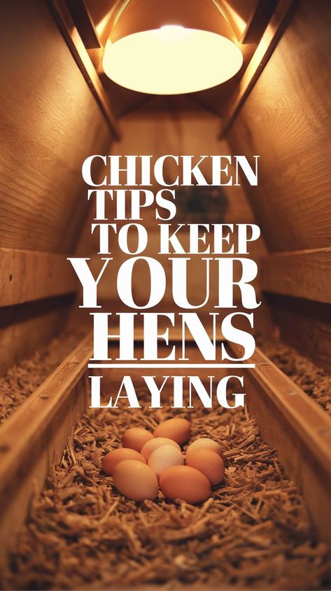 Warmly lit chicken coop interior with scattered fresh eggs on straw. Bold text reads, "Chicken Tips to Keep Your Hens Laying," conveying a cozy, informative tone. Chickens Not Laying Eggs, Chickens Homestead, Homestead Livestock, Chicken Coop Building Plans, Chicken Coop Designs Diy, Chicken Board, Laying Chickens, Chicken Coop Garden, Winter Vacations