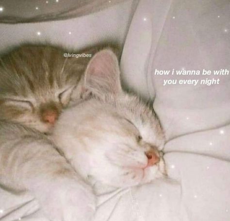 Love Edits, Good Night Cat, Guy Fashion, Friends Hair, Pinterest Memes, Life Funny, Cute Messages, Relationship Memes, Cute Memes