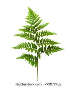 Leather Leaf Fern, Leatherleaf Fern, Cm To Inches Conversion, Flower Explosion, Floral Design Classes, Filler Flowers, Flower Identification, Leather Leaf, Wholesale Flowers