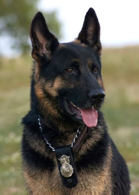 Such a noble looking K9 Police Dog and looking so handsome! #germanshepherd #gsd Shepard Dog, Military Working Dogs, Police K9, Black German Shepherd, Military Dogs, Shepherd Dogs, Police Dogs, Shepherd Puppies, German Shepherd Puppies