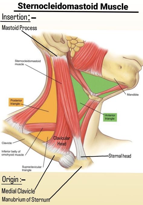 Sternocleidomastoid Muscle, Med School, School Notes, Nerve, Christian Louboutin Pumps, Muscles, Anatomy, Christian Louboutin