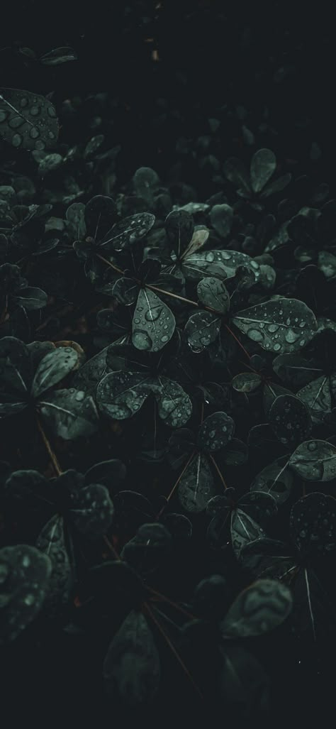 Dark Green Forest Background, Dark Green Background Aesthetic, Phtalo Green, Rainy Day Wallpaper, Moody Background, Rainy Wallpaper, Moody Wallpaper, Dark Forest Aesthetic, Dark Green Wallpaper